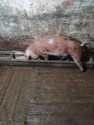 vand vier  - imagine 3