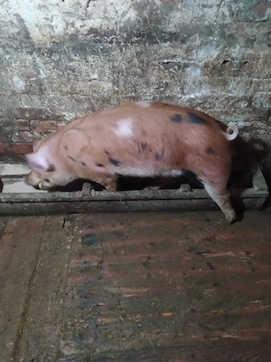 vand vier  - imagine 2