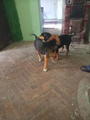 De vânzare căței 