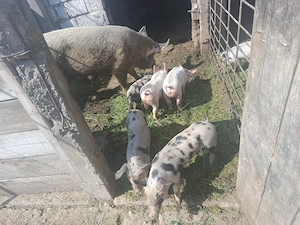 De vânzare scroafă cu 5 purcei 5 săptămâni purceii