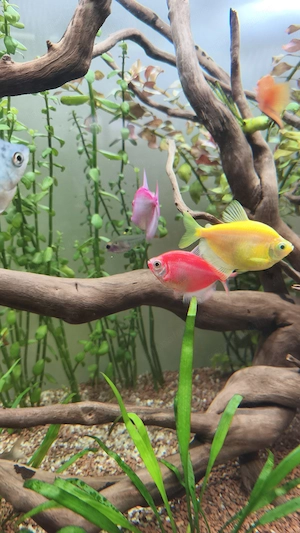 Pești tetra glow diverse culori - imagine 3