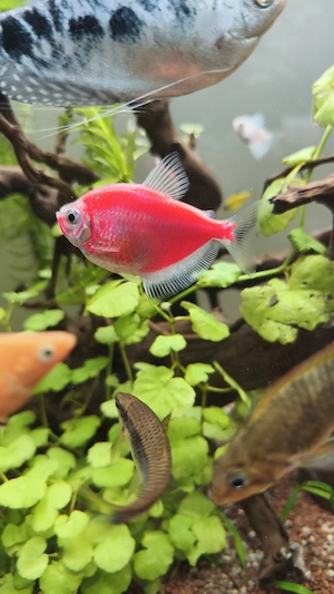 Pești tetra glow diverse culori - imagine 2