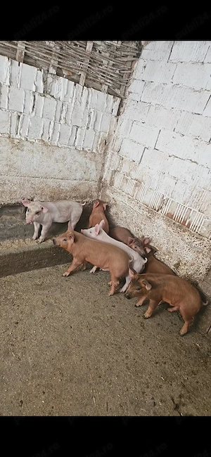 Purcei Landracexduroc de vanzare