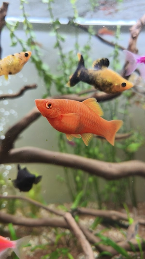 Pești xipho spada - imagine 2