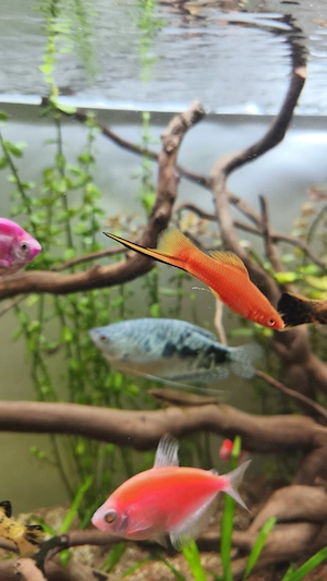 Pești xipho spada - imagine 3