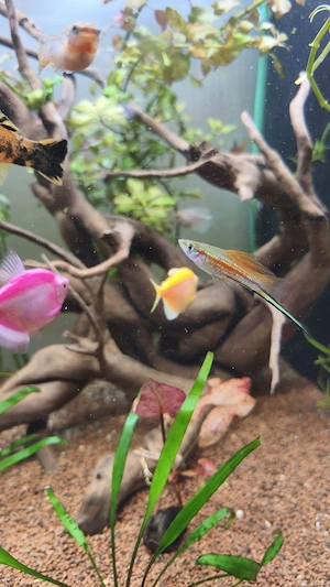 Pești xipho spada - imagine 5