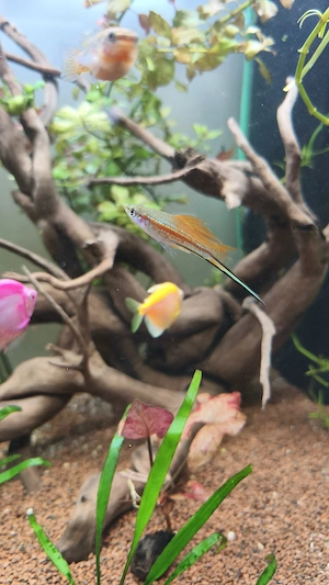 Pești xipho spada - imagine 4