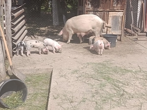 De vânzare scroafă cu 5 purcei - imagine 2