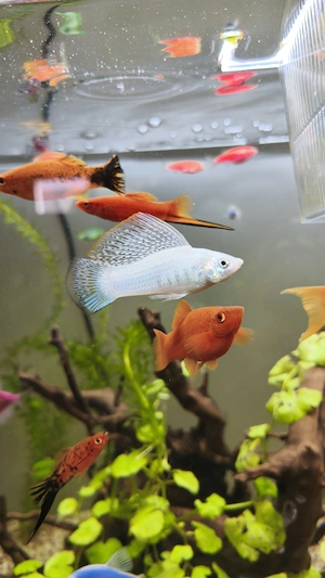 Vând Pești Molly  - imagine 3