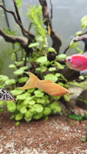 Vând Pești Molly  - imagine 2