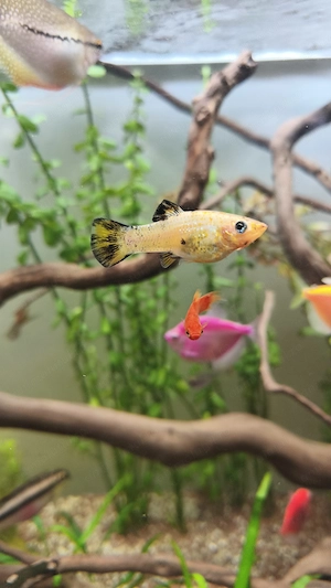 Vând Pești Molly  - imagine 4