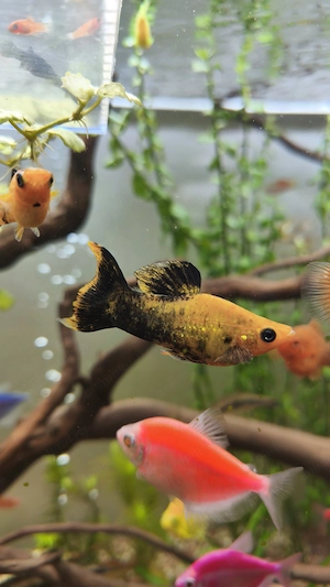 Vând Pești Molly  - imagine 5