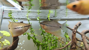Cuplu gourami perlat