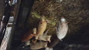 Purcei de 8 saptamini caută alta locatie  - imagine 2