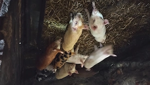 Purcei de 8 saptamini caută alta locatie 