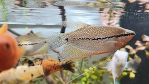 Cuplu gourami perlat - imagine 3