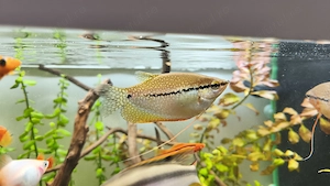 Cuplu gourami perlat - imagine 2