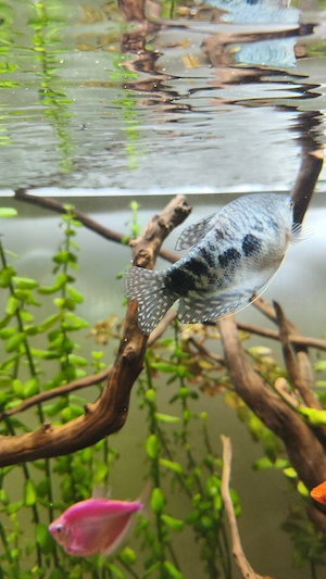 Peste gourami blue femela - imagine 3