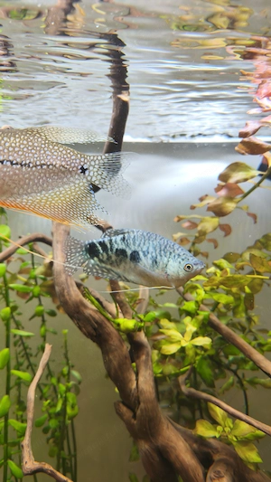 Peste gourami blue femela - imagine 2