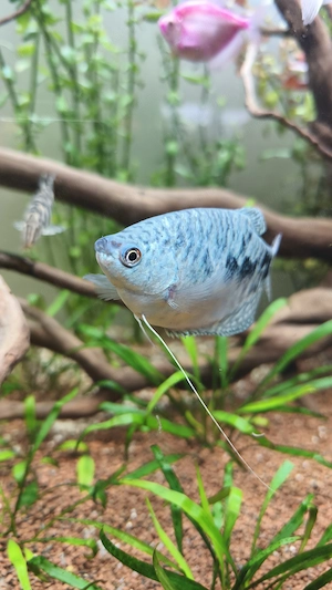 Peste gourami blue femela