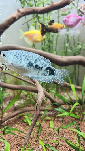 Peste gourami blue femela - imagine 4