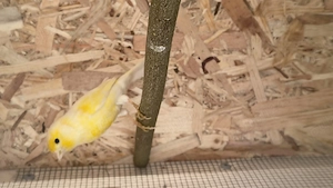 Zebrute australiene canari și gould amandina  - imagine 3