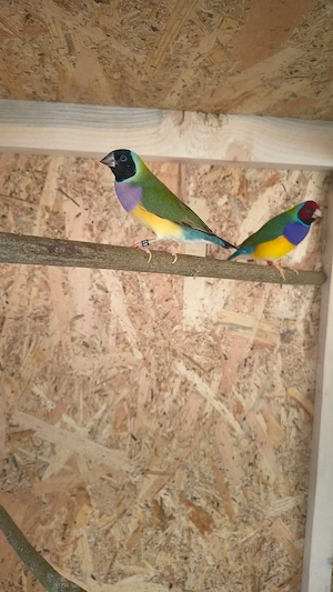 Zebrute australiene canari și gould amandina  - imagine 2