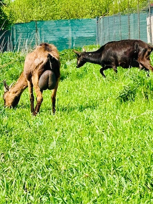 Alpine Franceze Genetica Top