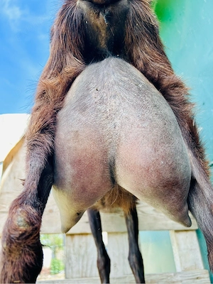 Alpine Franceze Genetica Top - imagine 3