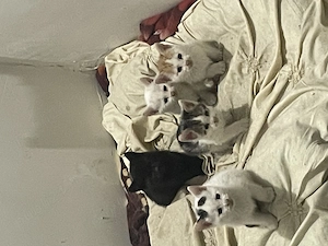 Donez metis Russian albastru  - imagine 4