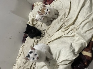 Donez metis Russian albastru  - imagine 2