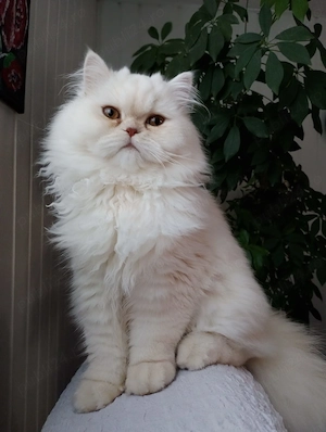 Vand motan persan! - imagine 2