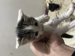 Donez metis Russian albastru  - imagine 3