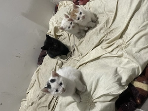 Donez metis Russian albastru 