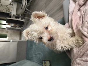 Fetiță bichon maltez - imagine 2