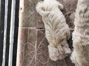 Fetiță bichon maltez