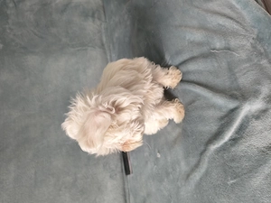 Fetiță bichon maltez - imagine 4