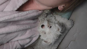 Fetiță bichon maltez - imagine 5