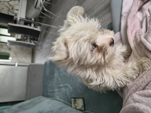 Fetiță bichon maltez - imagine 3