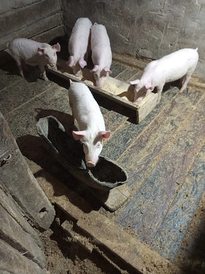 vând grăsunași - imagine 3