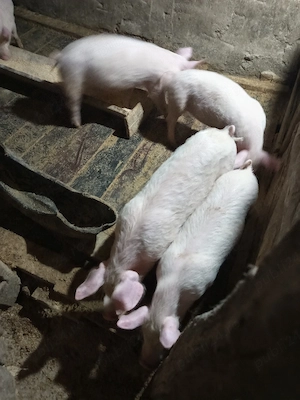 vând grăsunași - imagine 2