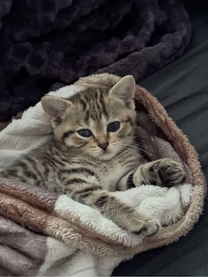 American Shorthair 