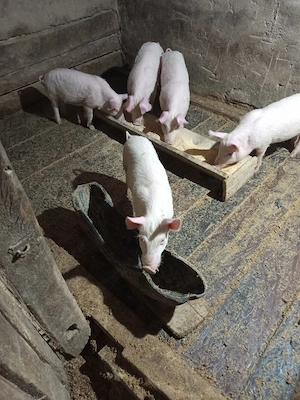 vând grăsunași - imagine 4