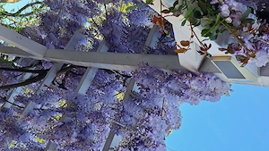 Wisteria  "  Glicina  " ( ghiveci planta tufa  2 m ) 