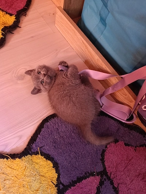 Puiuți british shorthair - imagine 3