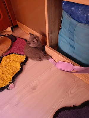 Puiuți british shorthair - imagine 4