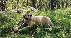 Vând femelă kangal