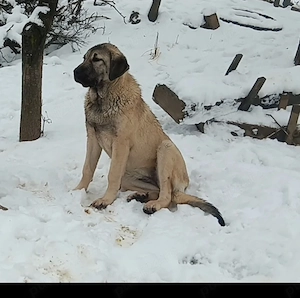 Vând femelă kangal - imagine 3