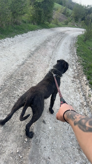 Mascul presa canario   dogo canario  - imagine 2