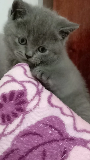 Puiuți british shorthair - imagine 5